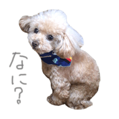 [LINEスタンプ] 素晴らしきチョコたん 