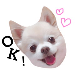 [LINEスタンプ] 佐藤家のくぅーちゃん