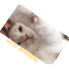 [LINEスタンプ] 子猫のマシュくん 