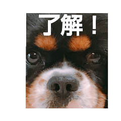 [LINEスタンプ] イケメン犬・ボーイ君のスタンプの画像（メイン）