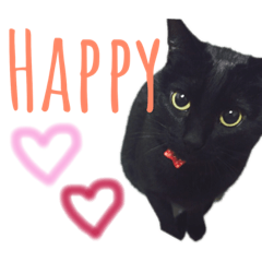 [LINEスタンプ] 黒猫のくうやん 