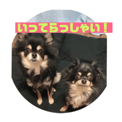 [LINEスタンプ] チワワのムムとネネ