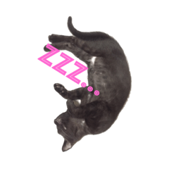 [LINEスタンプ] 黒猫リュウくん。 