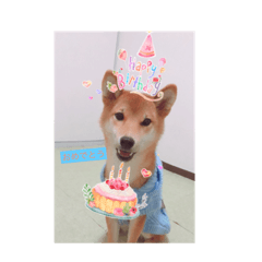 [LINEスタンプ] 柴犬(∪・ω・)チョコ