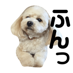 [LINEスタンプ] 愛犬きなこちゃん