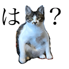 [LINEスタンプ] こっちゃんず