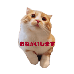 [LINEスタンプ] 肉太朗くん