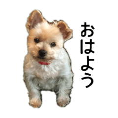 [LINEスタンプ] 我が家のヨークシャテリアを愛でるスタンプ