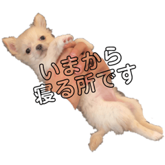 [LINEスタンプ] ちろさん☆スタンプ①