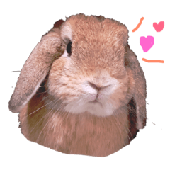 [LINEスタンプ] うさぎ好きのためのスタンプ♡