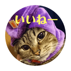 [LINEスタンプ] チョッパーと仲間たち