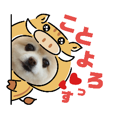 [LINEスタンプ] ポメラニアン MOKOさん お正月 