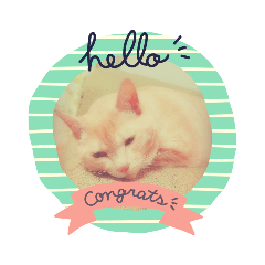 [LINEスタンプ] ちぃちゃん【猫】の日常 2 
