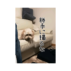 [LINEスタンプ] かわいい犬面白いコメント2