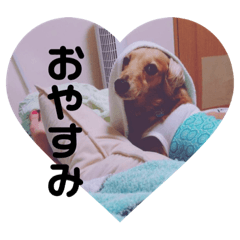 [LINEスタンプ] ちょこたんスタンプ① 