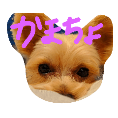 [LINEスタンプ] crrrrrrover 