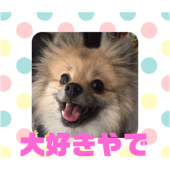 [LINEスタンプ] 関西弁のポメラニアンスタンプ