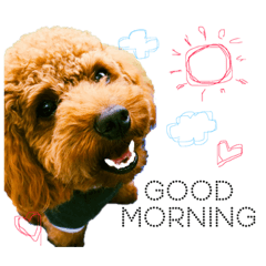 [LINEスタンプ] トイプードルstamps fetchpriority=high