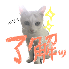 [LINEスタンプ] ぴよスタ。完全版