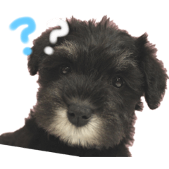 [LINEスタンプ] ミニチュアシュナウザーのラッキーとココ