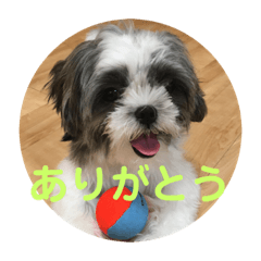 [LINEスタンプ] マルシーズーnicoの日常 