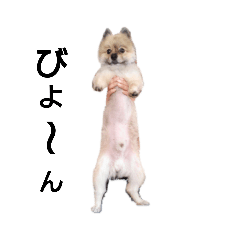 [LINEスタンプ] ポメラニアンののんびりした日常 
