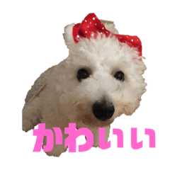 [LINEスタンプ] フォルテとみんな♪♪♪ 