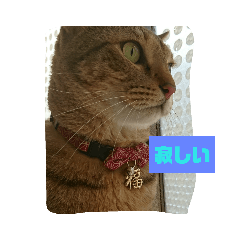 [LINEスタンプ] チョッパーちゃん 