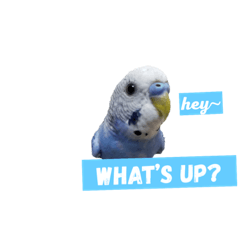 [LINEスタンプ] セキセイインコ 可愛い鳥 BB and Cheese 