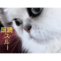 [LINEスタンプ] ダークメチェ fetchpriority=high