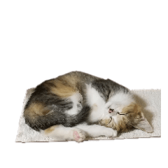 [LINEスタンプ] cutemomochang 