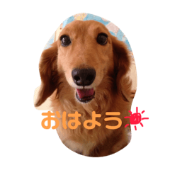 [LINEスタンプ] うちのゆず太② 