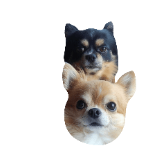 [LINEスタンプ] ちわわ すたんぷ 