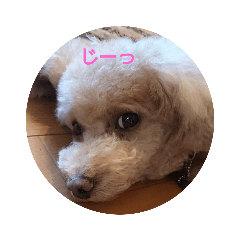 [LINEスタンプ] ルナちゃんの毎日 