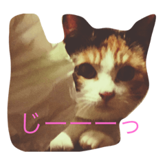 [LINEスタンプ] うち猫様 