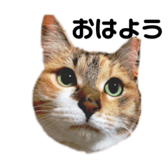 [LINEスタンプ] 毎日使える！愛猫の日常会話♪(ゆずver.) 