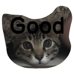 [LINEスタンプ] ネルくん 