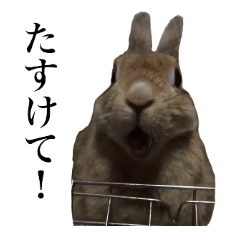 【実写】うさぎのはに。Part2