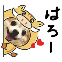 [LINEスタンプ] なめこ（チワワ）スタンプ