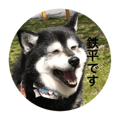 [LINEスタンプ] 黒柴界大スター鉄平