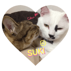 [LINEスタンプ] もふもふにゃんこのココたん＆禅くん