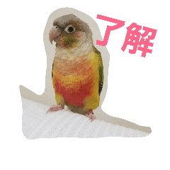 [LINEスタンプ] みんなのぱいんちゃん。