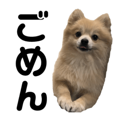 [LINEスタンプ] 犬・猫の日常用スタンプ