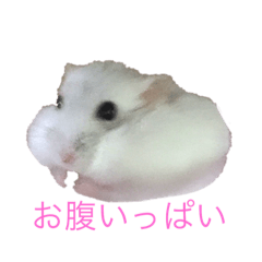 [LINEスタンプ] ちびだんごちゃんの日常