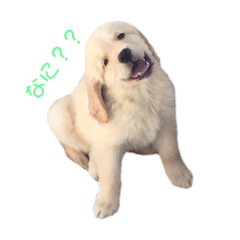 うちのわんこリュウくん