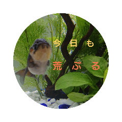 [LINEスタンプ] 荒ぶる子(﹡'ᴗ'﹡)