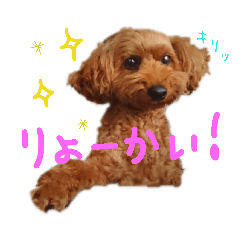 [LINEスタンプ] トイプードルのベルさん