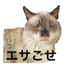 [LINEスタンプ] タヌシャムルドラちゃん