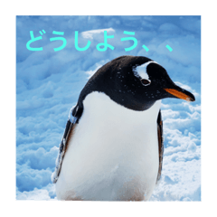 北海道のペンギンとゆきだるま