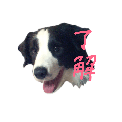 [LINEスタンプ] ボーダーコリーとハリネズミのスタンプ☆
